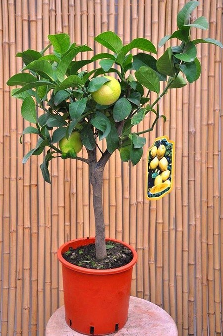 Zitronenbaum (Zitronatzitrone, Cedrat) - Citrus medica