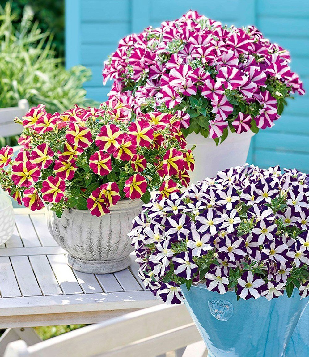 Balkon Petunien Mix Amore 3pflanzen Gunstig Online Kaufen Mein Schoner Garten Shop