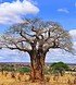 Affenbrotbaum (Giant Baobab)i - Adansonia grandidier (1)