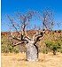 Affenbrotbaum (kleiner Baobab) - Adansonia rubrostipa (1)