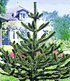 Affenschwanz-Baum,1 Pflanze (1)