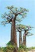Afrikanische Affenbrotbaum (Baobab) - Adansonia digitata (1)