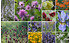 AllgäuStauden 12er-Kollektion Poetische Blumenwiese f. gute, frische Gartenböden (1)
