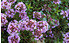 AllgäuStauden Aromatischer Kaskaden-Thymian Thymus longicaulis ssp. odoratus (1)