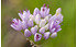 AllgäuStauden Ausdauernder Lauch Allium senescens ssp. senescens (1)