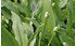 AllgäuStauden Bär-Lauch Allium ursinum (1)