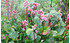 AllgäuStauden Bergenie Bergenia Hybride 'Herbstblüte' (1)