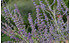 AllgäuStauden Blauraute Perovskia atriplicifolia 'Filigran' (1)