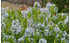 AllgäuStauden Blausternbusch Amsonia tabernaemontana (1)