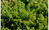 AllgäuStauden Blütenlose Teppichkamille Chamaemelum nobile 'Treneague' (1)