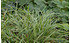 AllgäuStauden Bodendecker-Japan-Segge Carex morrowii ssp. foliosissima 'Icedance' (1)