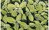 AllgäuStauden Breitblättriger Gewürz-Salbei Salvia officinalis 'Berggarten' (1)