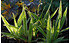AllgäuStauden Breitblatt-Segge Carex siderosticta 'Variegata' (1)