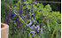 AllgäuStauden Chinesischer Salbei Salvia miltiorrhiza (1)