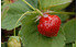AllgäuStauden Dauertragende Erdbeere Fragaria x vescana 'Parfum® Fraisibelle®' (1)