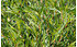 AllgäuStauden Deutscher Estragon Artemisia dracunculus var. sativus 'Baden-Baden' (1)