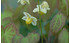 AllgäuStauden Elfenblume Epimedium x versicolor 'Sulphureum' (1)