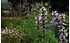 AllgäuStauden Elfendistel Morina longifolia (1)