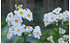 AllgäuStauden Etagen-Primel Primula japonica'Alba' (1)