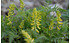 AllgäuStauden Farn-Lerchensporn Corydalis cheilanthifolia (1)
