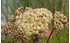 AllgäuStauden Fetthenne Sedum telephium ssp.ruprechtii 'Hab Gray' (1)