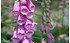 AllgäuStauden Fingerhut Digitalis purpurea (1)