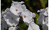 AllgäuStauden Flammenblume Phlox paniculata 'Schneerausch' (1)