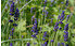 AllgäuStauden Garten-Lavendel Lavandula angustifolia 'Hidcote Blue' (1)