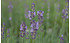 AllgäuStauden Garten-Lavendel Lavandula angustifolia 'Lumiére des Alpes' (1)