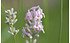 AllgäuStauden Garten-Lavendel Lavandula angustifolia 'Miss Katherine' (1)