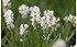 AllgäuStauden Garten-Lavendel Lavandula angustifolia 'Nana Alba' (1)