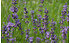 AllgäuStauden Garten-Lavendel Lavandula angustifolia 'Siesta' (1)