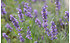 AllgäuStauden Garten-Lavendel Lavandula angustifolia 'Silver Blue' (1)