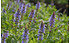 AllgäuStauden Garten-Salbei Salvia nemorosa 'Blauhügel' (1)