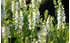 AllgäuStauden Garten-Salbei Salvia nemorosa 'Schneehügel' (1)