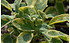 AllgäuStauden Gelbbunter Gewürz-Salbei Salvia officinalis 'Icterina' (1)