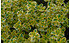 AllgäuStauden Gelbbunter Zitronenthymian Thymus x citriodorus 'Variegated' (1)