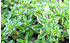 AllgäuStauden Gelblaubiger Zitronen-Thymian Thymus x citriodorus 'Aureus' (1)