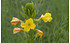AllgäuStauden Gemeine Nachtkerze Oenothera biennis (1)