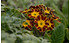 AllgäuStauden Gesäumte Primel Primula Elatior-Hybr. 'Victorian Laced Primroses' (1)