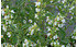 AllgäuStauden Gewürz-Salbei Salvia officinalis 'Albiflorus' (1)