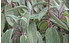 AllgäuStauden Gewürz-Salbei Salvia officinalis 'Case Zampini' (1)
