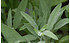 AllgäuStauden Gewürz-Salbei Salvia officinalis 'Krk' (1)