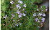 AllgäuStauden Gewürz-Thymian Thymus vulgaris (1)