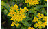 AllgäuStauden Gold-Wolfsmilch Euphorbia polychroma (1)