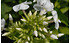 AllgäuStauden Großblatt-Phlox Phlox amplifolia 'David' (1)