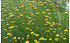 AllgäuStauden Grünes Heiligenkraut Santolinarosmarinifolia ssp. rosmarinifolia (1)
