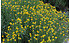 AllgäuStauden Heiligenkraut Santolina chamaecyparissus (1)