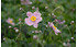 AllgäuStauden Herbst-Anemone Anemone Japonica-Hybride 'Serenade' (1)
