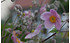 AllgäuStauden Herbst-Anemone Anemone tomentosa 'Robustissima' (1)